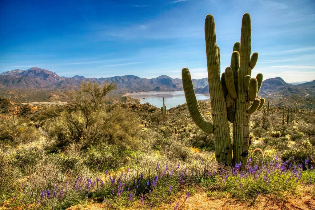saguaro cacti